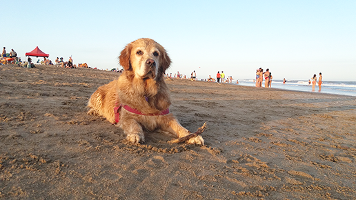 Playas pet friendly Mascotas en la playa de Mar Azul